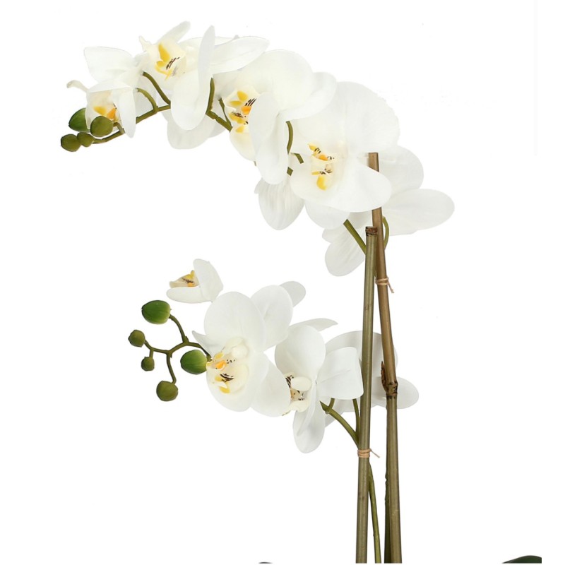 Zolla con orchidee bianche real touch L Veronica