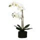 Zolla con orchidee bianche real touch L Veronica