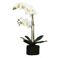 Zolla con orchidee bianche real touch L Veronica